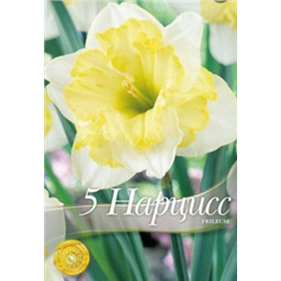 Нарцисс Фрилайс