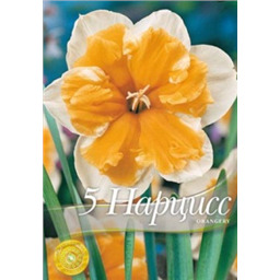 Нарцисс Оранжери