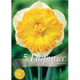 Нарцисс Параболе