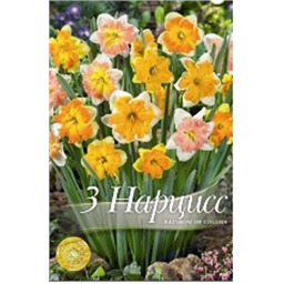 Нарцисс Ранбоу оф колорс