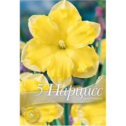 Нарцисс Шантерелле