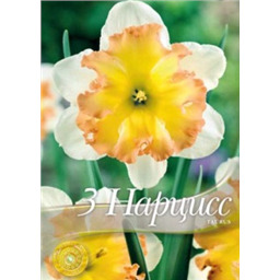 Нарцисс Таурус