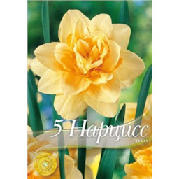 Нарцисс Техас