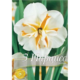 Нарцисс Треполо