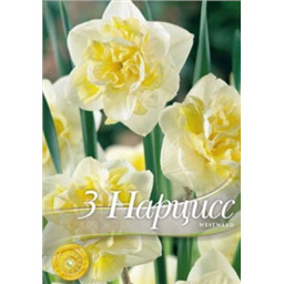 Нарцисс Вествад