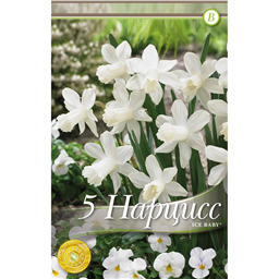 Нарцисс Айс Бейби