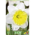 Нарцисс  Айс Фоллис(упаковка мини)