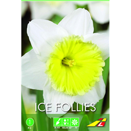 Нарцисс  Айс Фоллис(упаковка мини)