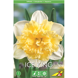 Нарцисс  Айс Кинг(упаковка мини)
