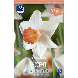 Нарцисс Акцент