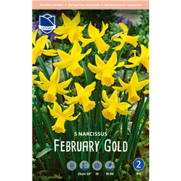 Нарцисс Фебруари Голд