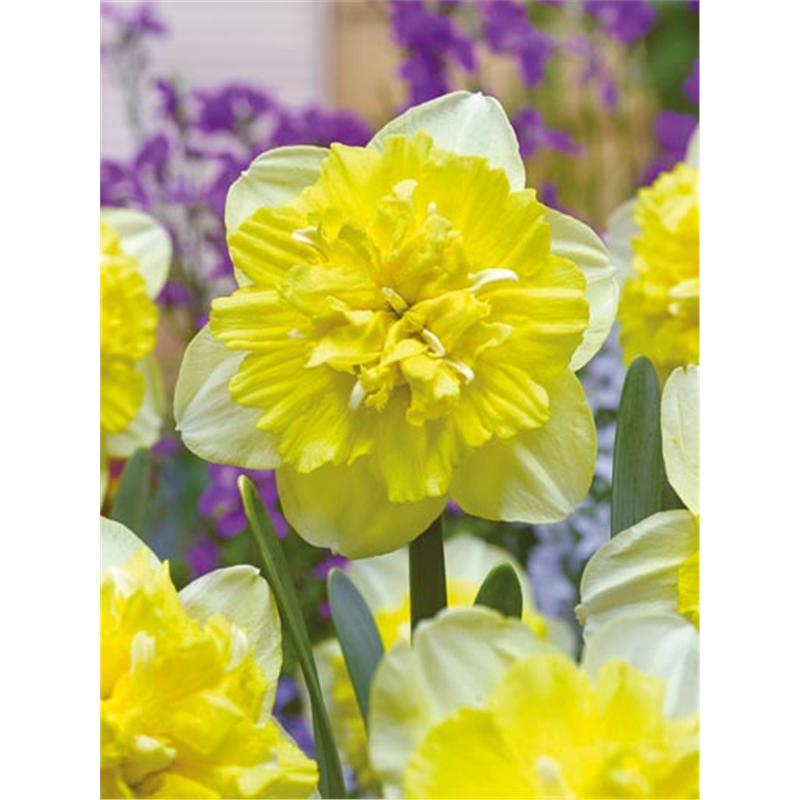 Нарцисс Фулл Хаус