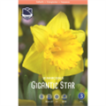 Нарцисс Гигантик Стар
