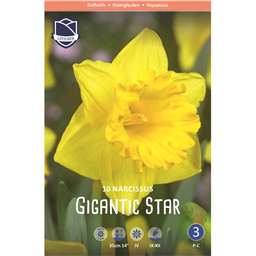 Нарцисс Гигантик Стар