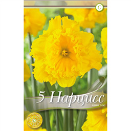 Нарцисс Голд Диск