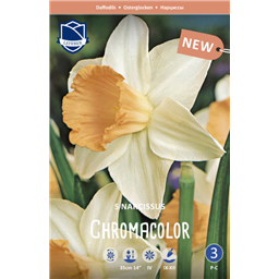 Нарцисс Хромаколор