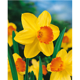 Нарцисс Хуанита