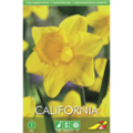 Нарцисс  Калифорния(упаковка мини)