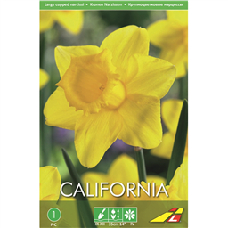 Нарцисс  Калифорния(упаковка мини)