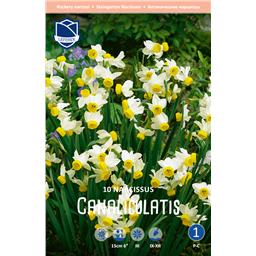 Нарцисс Каналикулатус