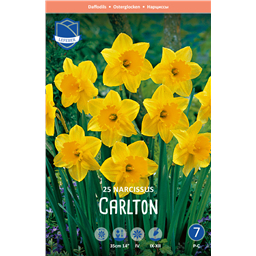 Нарцисс Карлтон