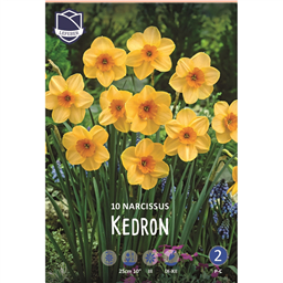 Нарцисс Кидрон