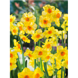 Нарцисс Мартинетте