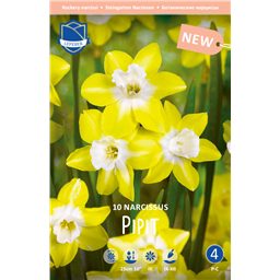 Нарцисс Пипит