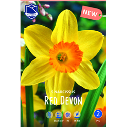 Нарцисс Ред Девон