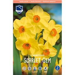 Нарцисс Скарлет Джем