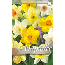 Нарцисс смесь трубчатых