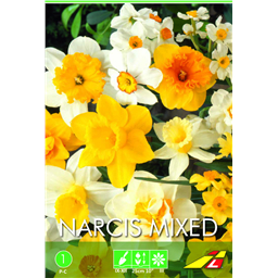 Нарцисс  Смесь(упаковка мини)