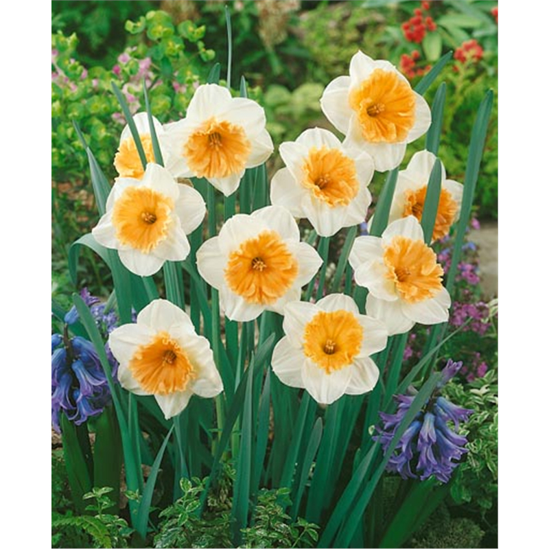 Нарцисс Соесдийск