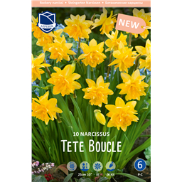 Нарцисс Тет Букле