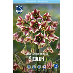 Нектароскордум сицилийский 