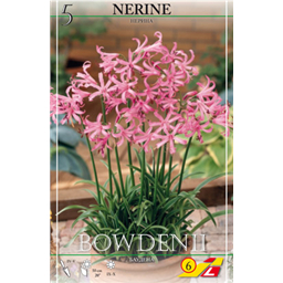 Нерине Боувдении