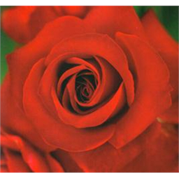 Николо Паганини