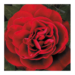 Нина Вейбул