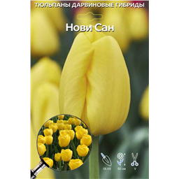 Тюльпан Дарвинов гибрид Нови Сан