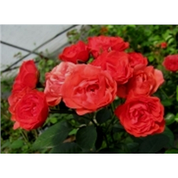 Оранж Триумф