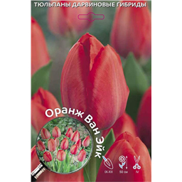 Тюльпан Дарвинов гибрид Оранж Ван Эйк