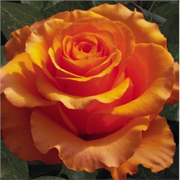 Оранж Мейяндина