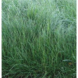 Овсяница изменённая