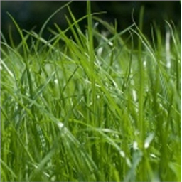 Овсяница волосовидная