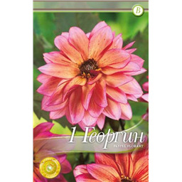 Пастел Флорат