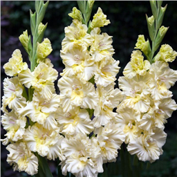 Патронс оф ве Центури