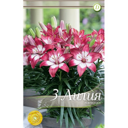 Перфект Джой