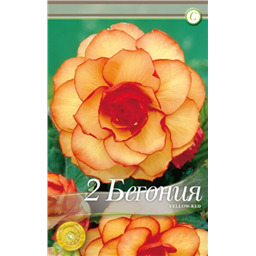 Пикоти Еллоу-Ред