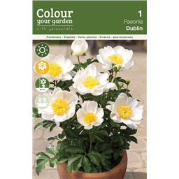 Пион Дублин