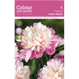 Пион Леди Либерти